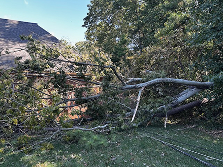 Tree removal job