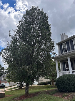 Tree removal job