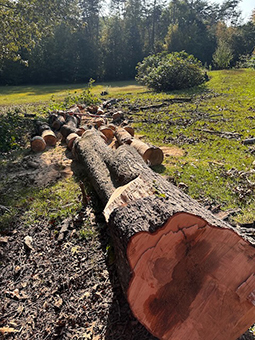 Tree removal job